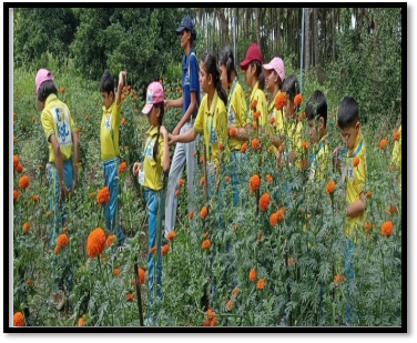 Eco-forest Picnic (Grade 3-6)